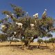 Argan,Trees,And,The,Goats,On,The,Way,Between,Marrakesh