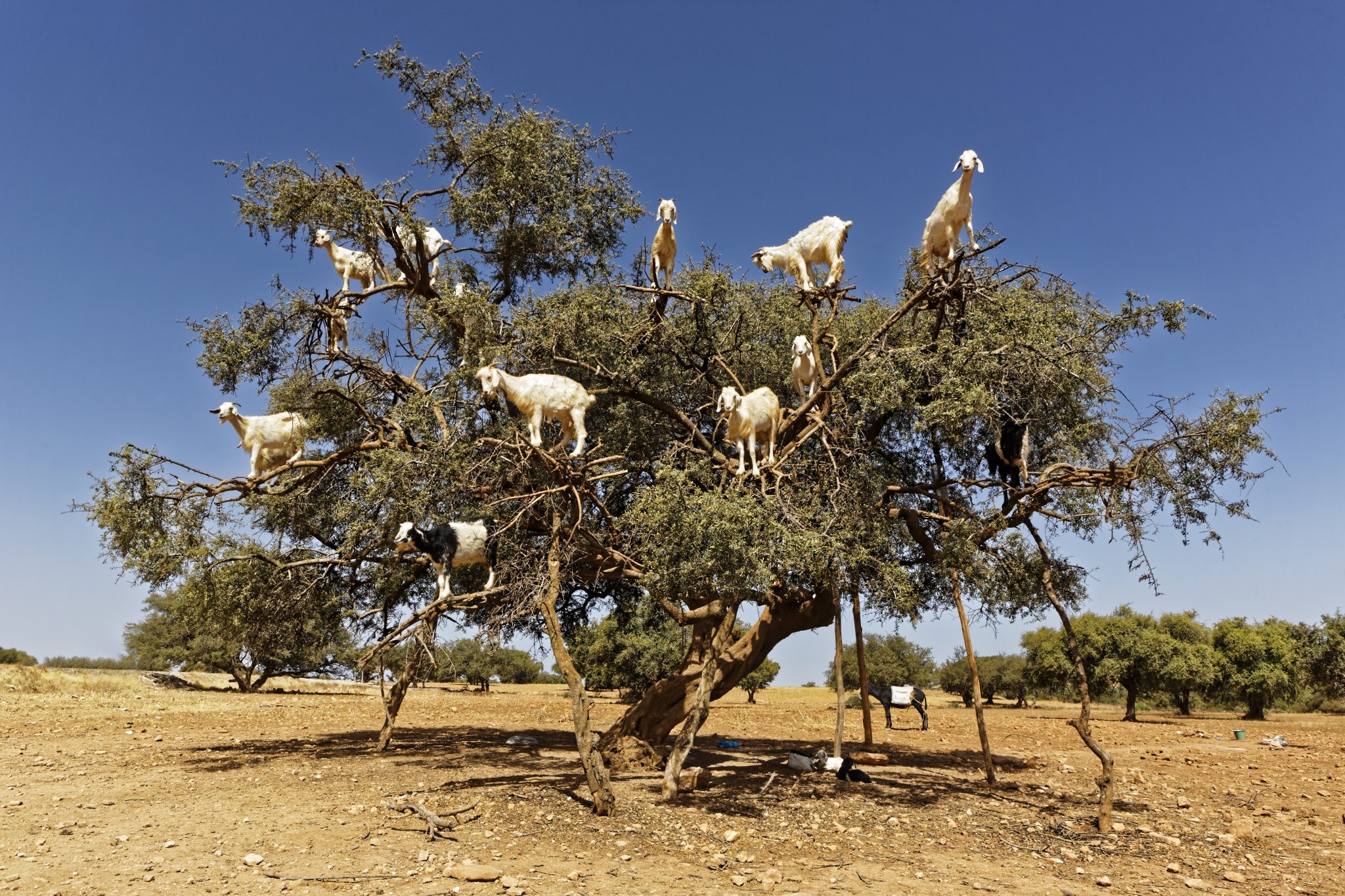 Argan,Trees,And,The,Goats,On,The,Way,Between,Marrakesh